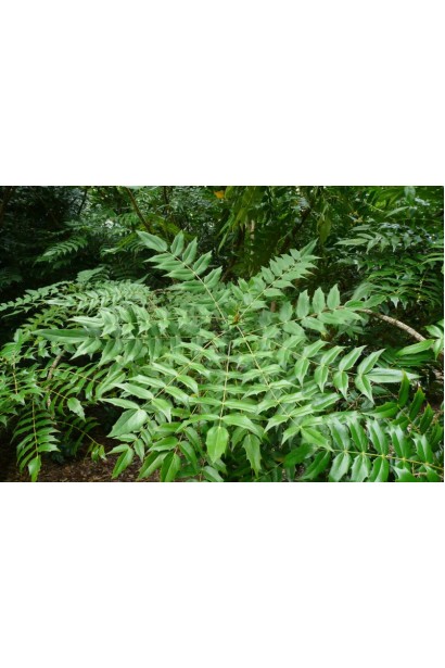 Листя Mahonia media Charity крупним планом.